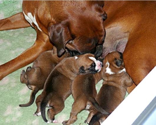 Quelques chiots du Quiorna
