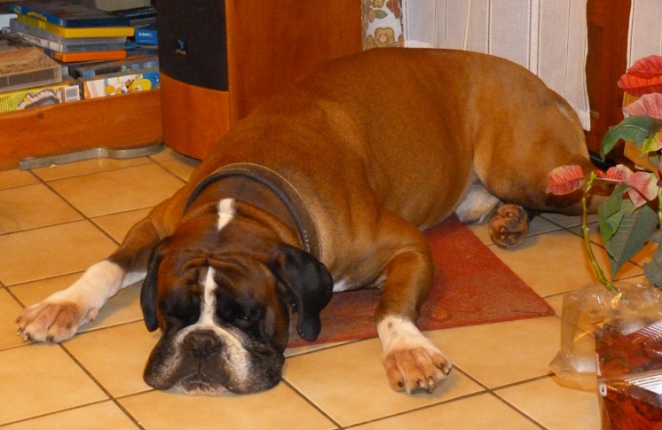 Nos Boxers en famille... 