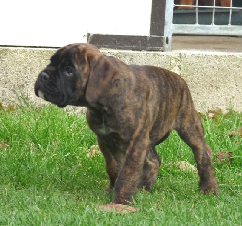 Du quiorna - Boxer - Portée née le 04/03/2016